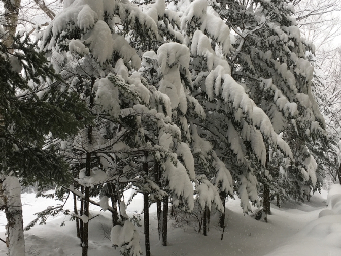 雪で重そう