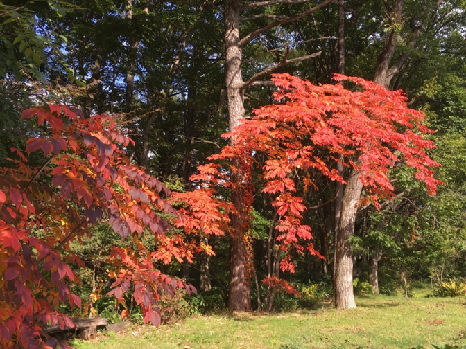 H29年10月10日紅葉No.3