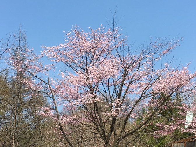 桜　2018年No.2